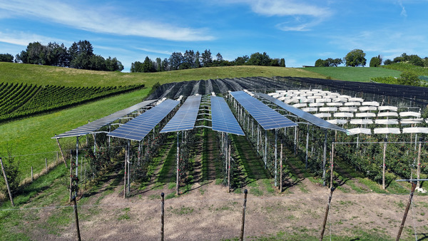 Sechs Reihen Solarmodule sind über einer Niederstamm-Apfelplantage montiert. Sie fallen leicht schräg ab. Das Wetter ist sehr gut.