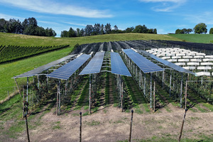 Auf einem sanften, grünen Hang vor blauem Himmel stehen gerade Reihen von Obstanlagen. Auf einigen Reihen sind schmale, schräge Reihen Solarpanels montiert.