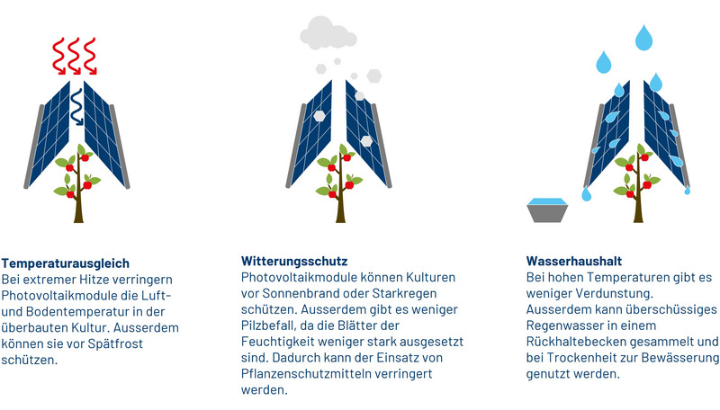 Die Grafik zeigt drei Vorteile von Agri-PV: über je einem Niederstamm-Apfelbaum sind Solarmodule. Beim ersten kommt von drei roten Hitze-Pfeilen nur einer durch. Beim zweiten kommen von einer grauen Wolke Hagelkörner nicht auf den Baum wegen den Modulen. Beim dritten prallen Regentropfen von den Modulen ab und werden in einem Behälter gesammelt. Darunter stehen jeweils Texte mit den Überschriften "Temperaturausgleich", "Witterungsschutz" und "Wasserhaushalt".