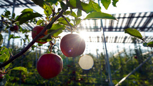 Ein roter Apfel ist im direkten Gegenlicht vor der Sonne zu sehen. Im Hintergrund sind Solarpanels auf Metallstützen zu sehen, welche über der Apfelplantage stehen.