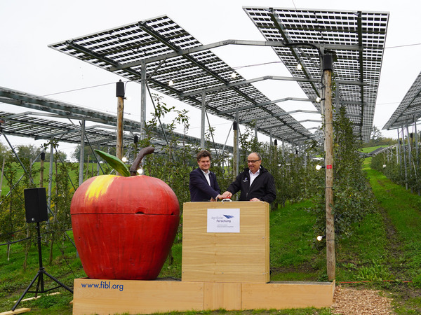 Zwei Männer um die vierzig in Anzügen drücken gemeinsam einen grossen roten Knopf. Sie stehen auf einem hölzernen Podest vor einer Niederstamm-Apfelplantage mit dachartigen Solarmodulen darüber. Das Wetter ist grau verhangen. Neben den Männern steht ein menschhoher Styropor-Apfel auf dem Podest.